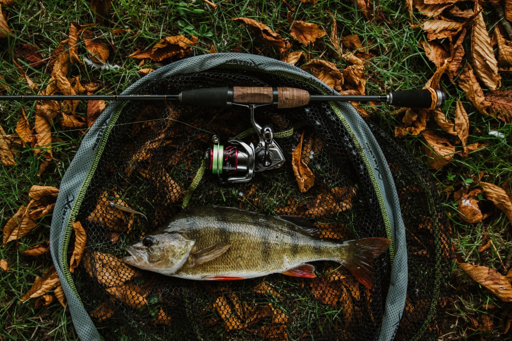 PERCHES D&rsquo;AUTOMNE