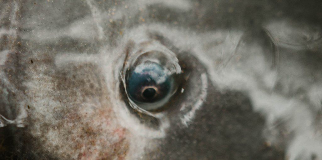 Road-Trip Silure 2017