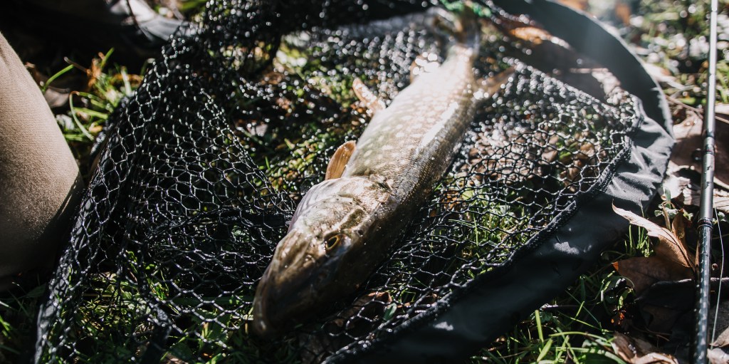 Du brochet, pour changer un peu&nbsp;!